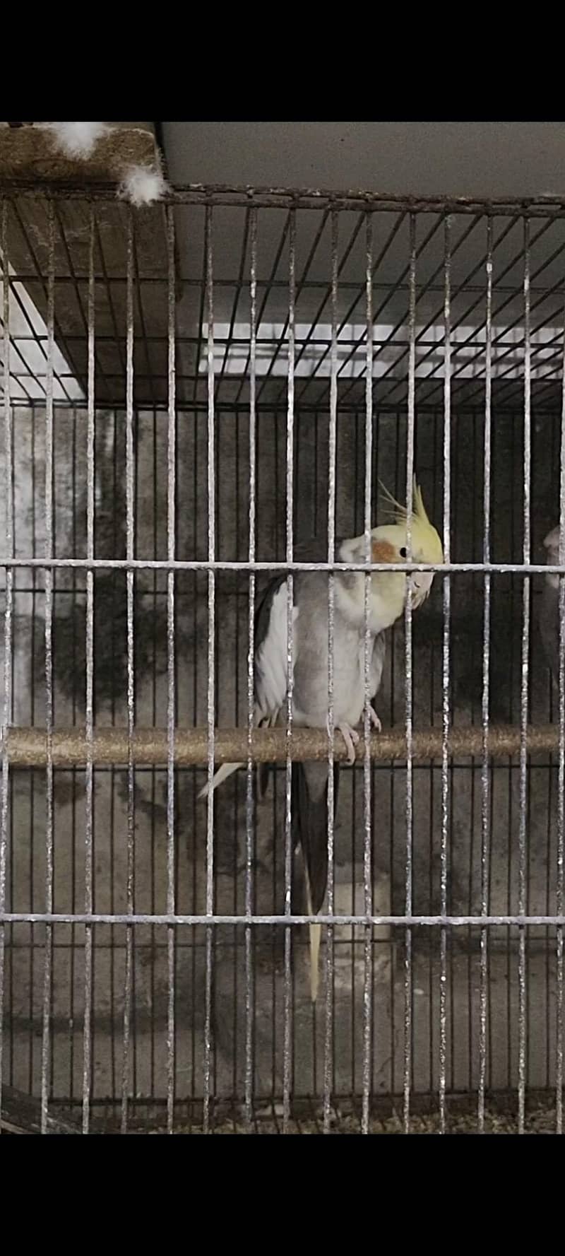 common gray breader males 1