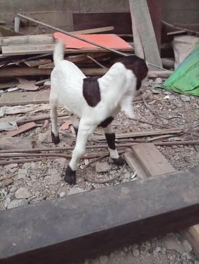 Teddy Makhi Cheeni Bakri with Kid White And Gulabi For Sale