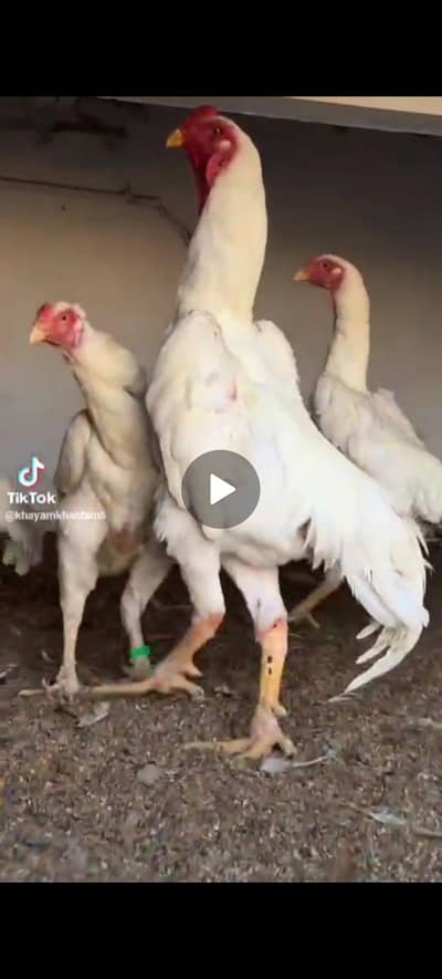 White Shamo and Balck Shamo Chicks