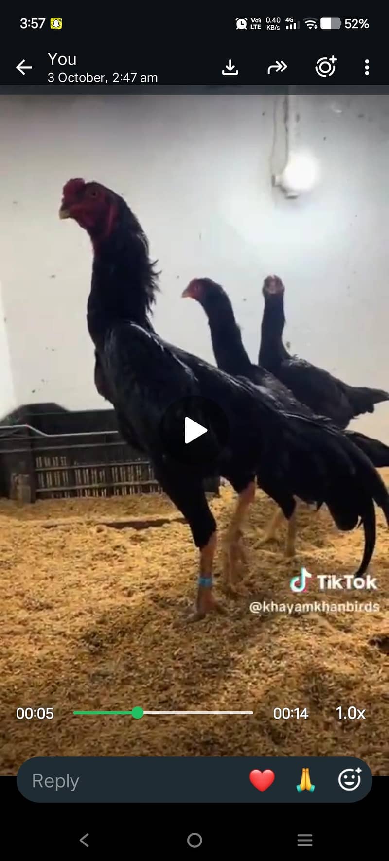 White Shamo and Balck Shamo Chicks - Hens - 1120918638