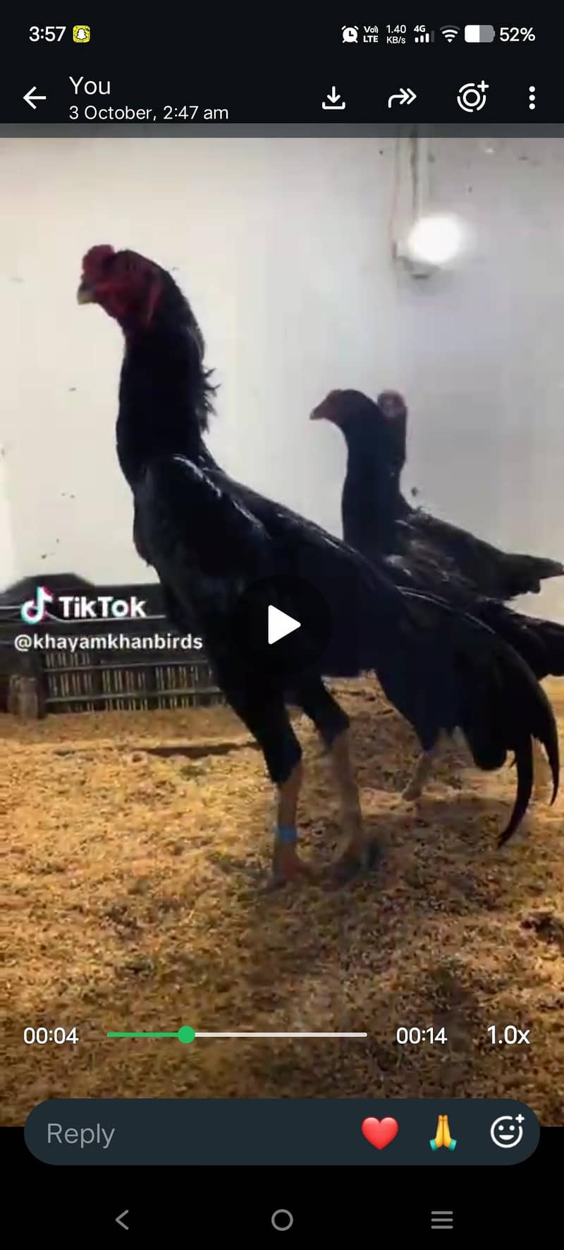 White Shamo and Balck Shamo Chicks - Hens - 1120918638