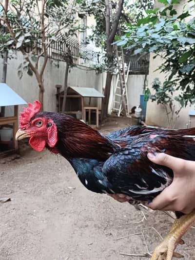 8 Months Old Bengum Aseel Roosters for Sale