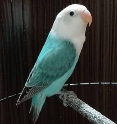 Opline splits Parblue Palefellow birds Healty and active MASHALLAH