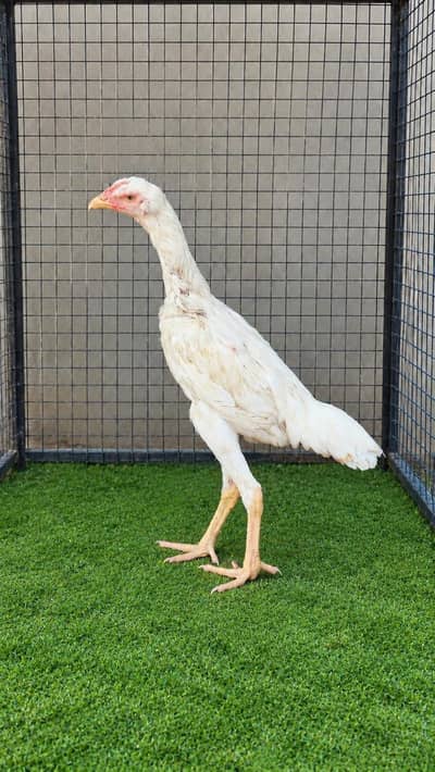 Shamo Female and fancy breeds