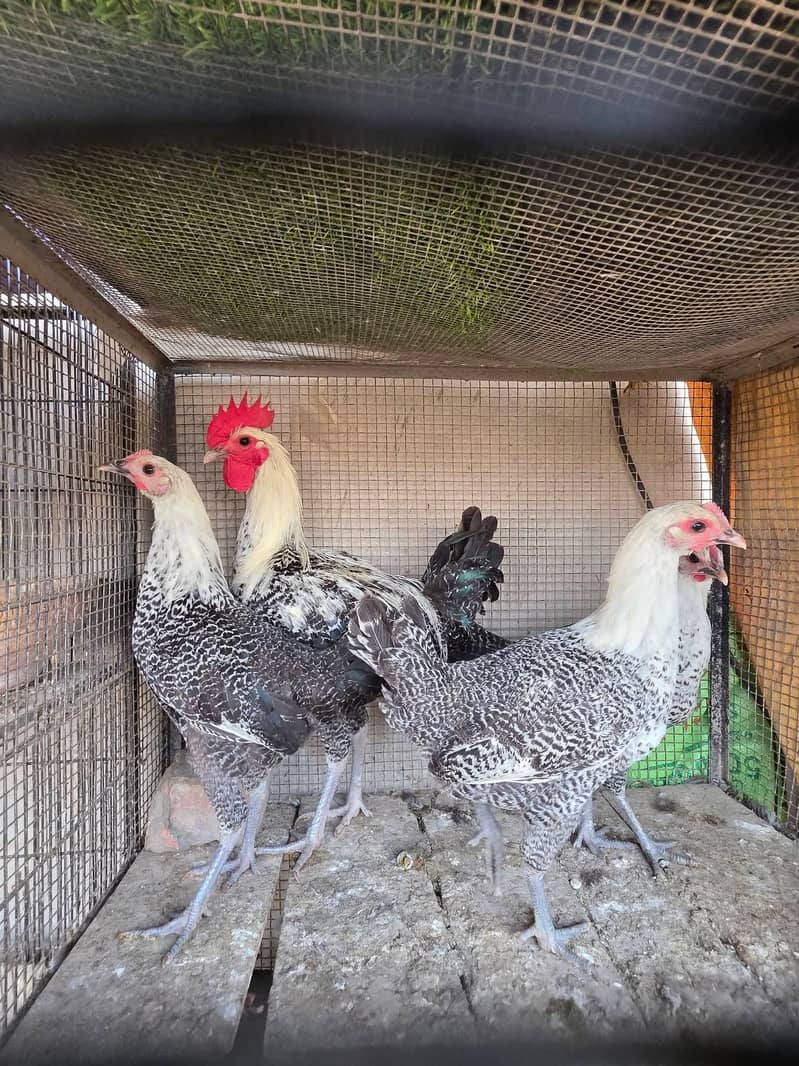 Shamo Female and fancy breeds - Hens - 1120918797