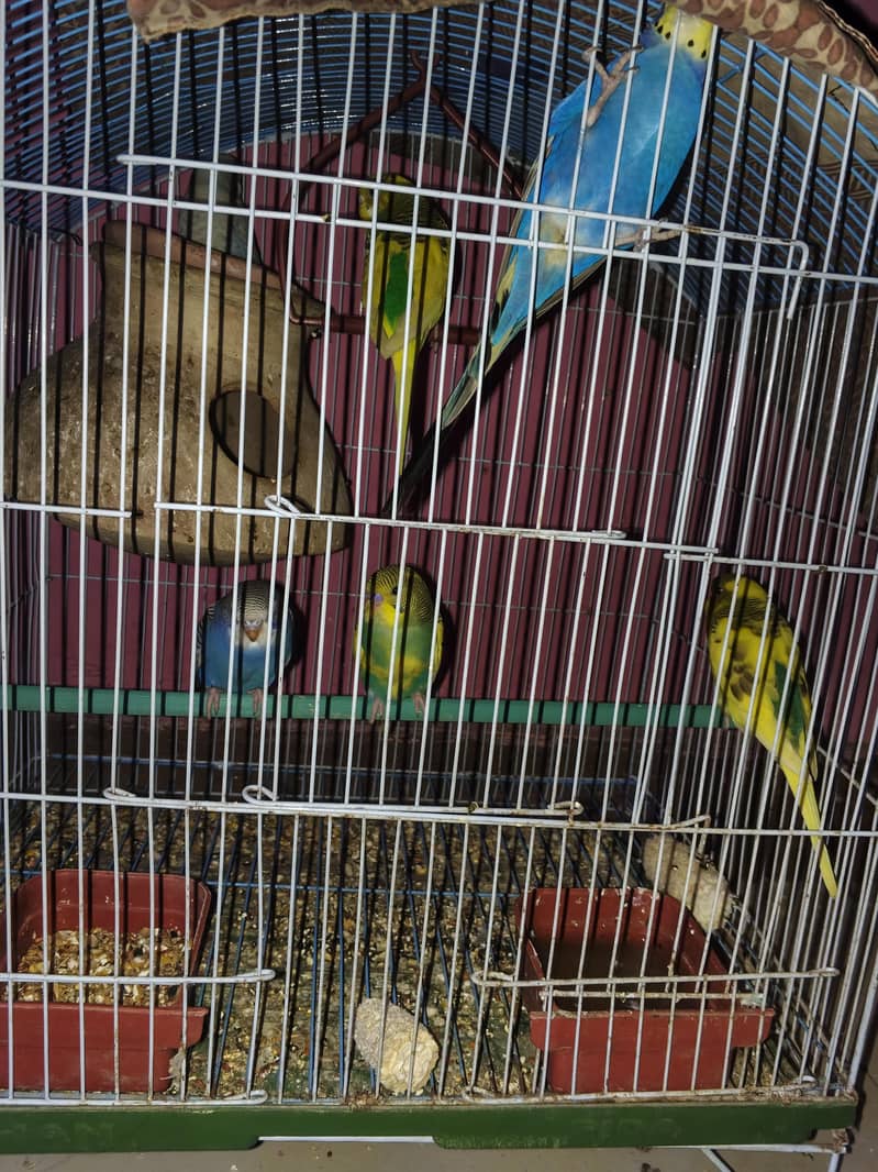 pair with 4 self chicks healthy with cage - Parrots - 1120918801