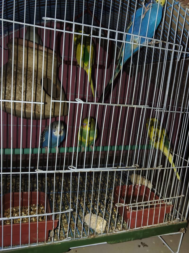 pair with 4 self chicks healthy with cage - Parrots - 1120918801