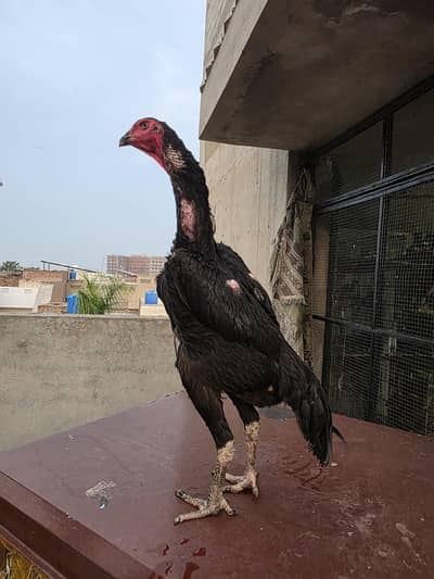 German O shamo FEMALE