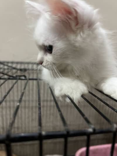Persian kitten for sale female cat