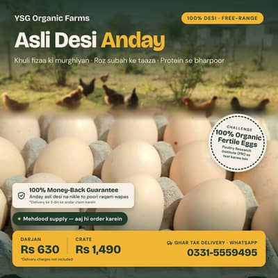 Original Desi eggs by YSG Farms