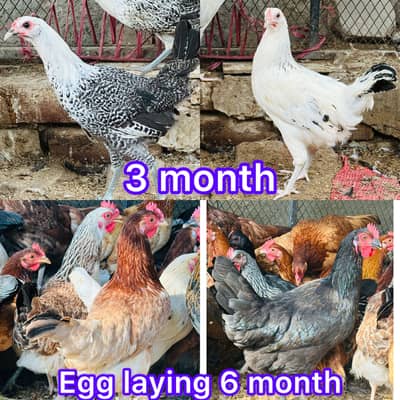 EGG LAYING HEN | DESI | GOLDEN | Misri| Chicks| Chuza|MURGI|PAthi