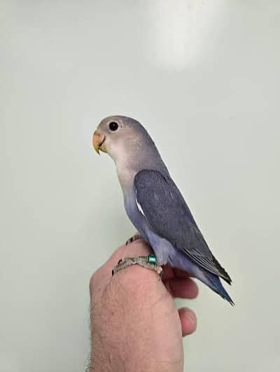 handtame lovebirds
