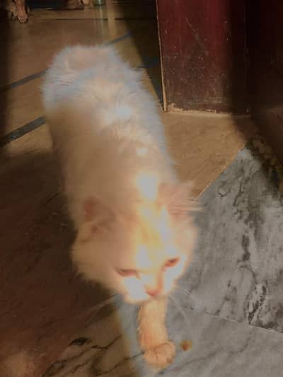 cat for sale