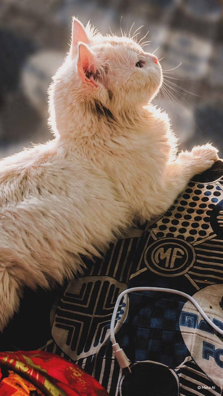cat for sale - Cats - 1120919073