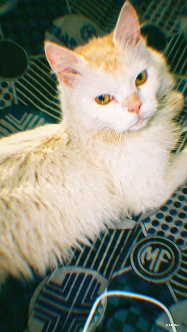 cat for sale - Cats - 1120919073