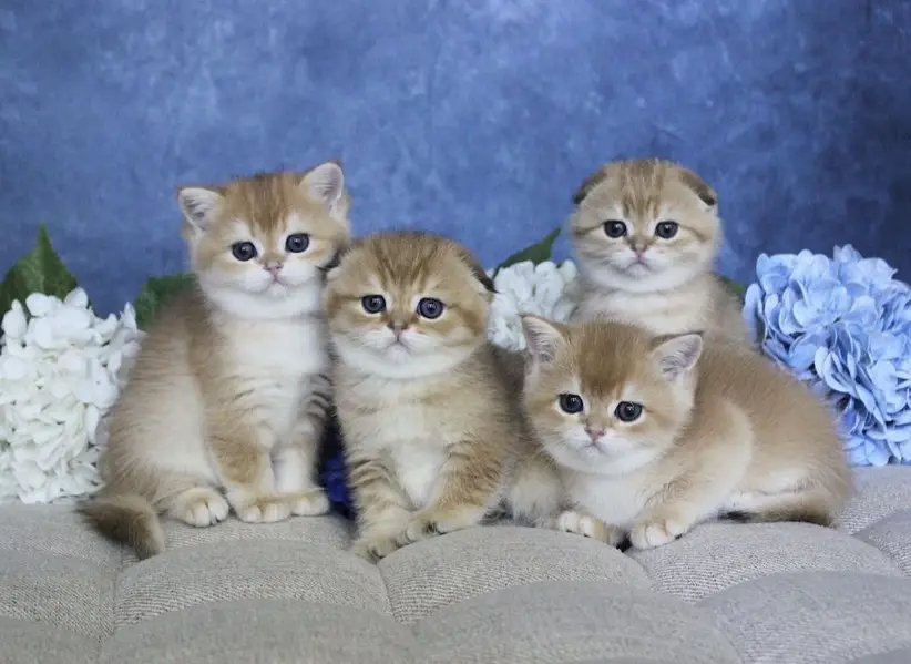 BRITISH SHORTHAIR. SCOTTISH FOLD. MAINE COON. BENGAL. MUNCHKIN KITTENS