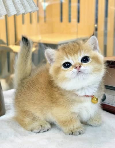 BRITISH SHORTHAIR. SCOTTISH FOLD. MAINE COON. BENGAL. MUNCHKIN KITTENS