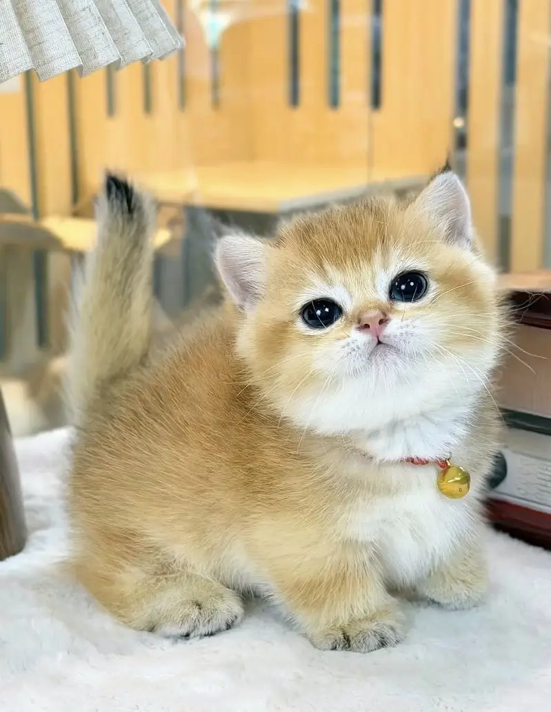 BRITISH SHORTHAIR. SCOTTISH FOLD. MAINE COON. BENGAL. MUNCHKIN KITTENS — photo 2