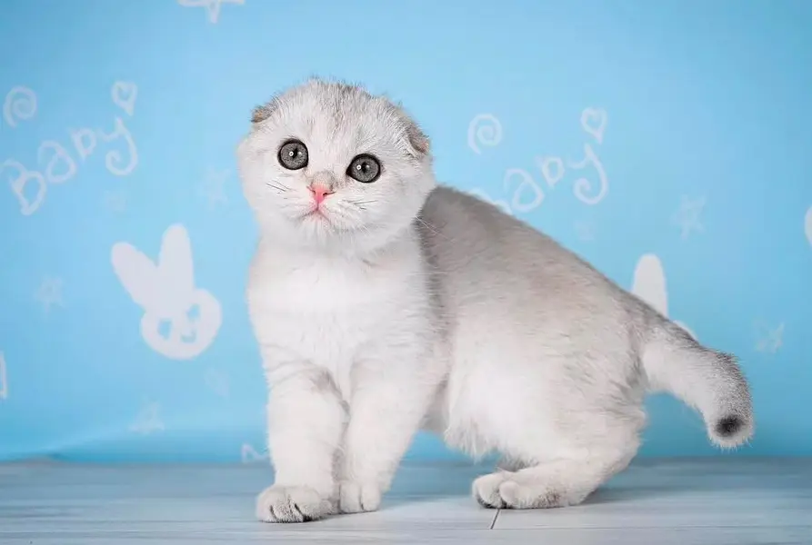 BRITISH SHORTHAIR. SCOTTISH FOLD. MAINE COON. BENGAL. MUNCHKIN KITTENS — photo 3