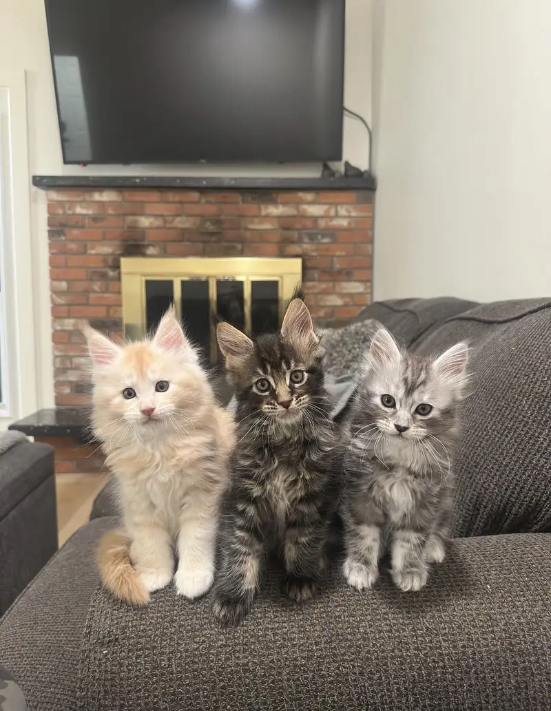 BRITISH SHORTHAIR. SCOTTISH FOLD. MAINE COON. BENGAL. MUNCHKIN KITTENS — photo 4
