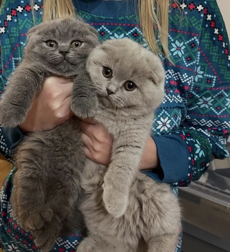 BRITISH SHORTHAIR. SCOTTISH FOLD. MAINE COON. BENGAL. MUNCHKIN KITTENS — photo 5