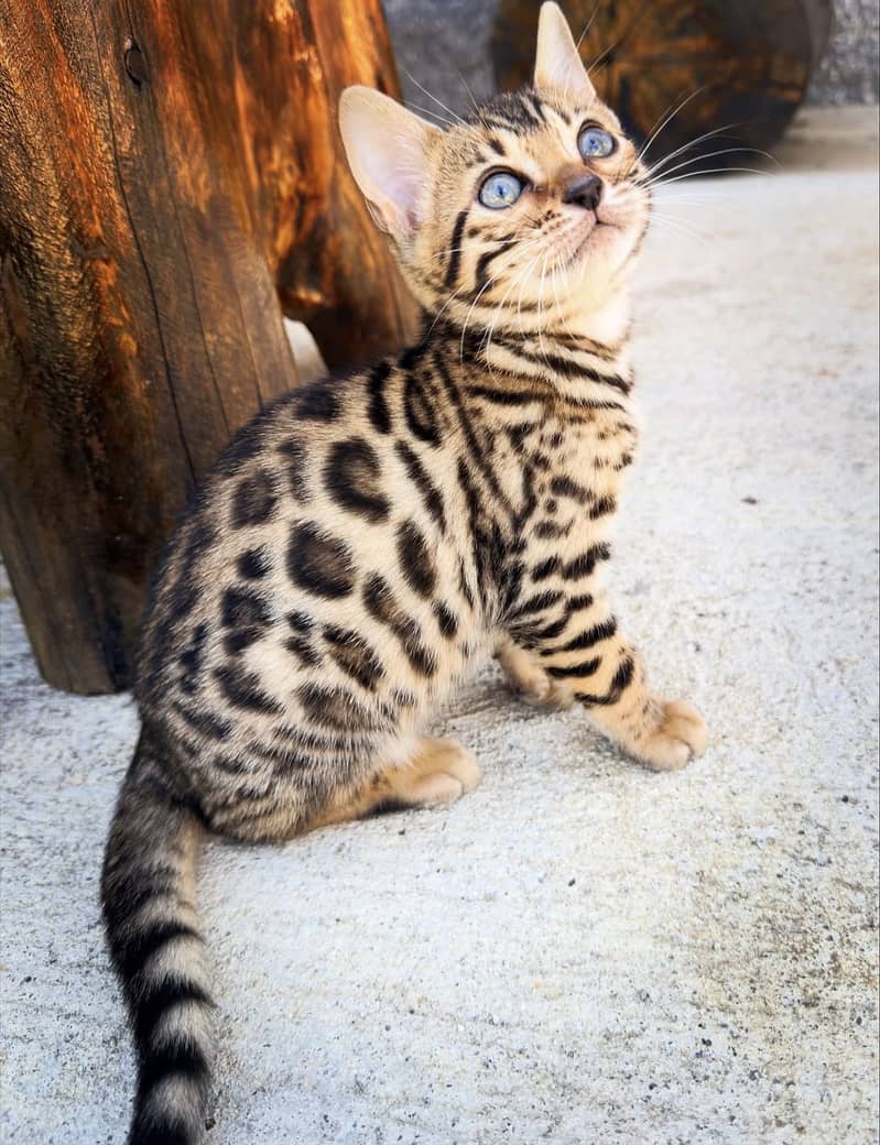 BRITISH SHORTHAIR | SCOTTISH FOLD | MAINE COON |BENGAL IMPORTED KITTEN ...
