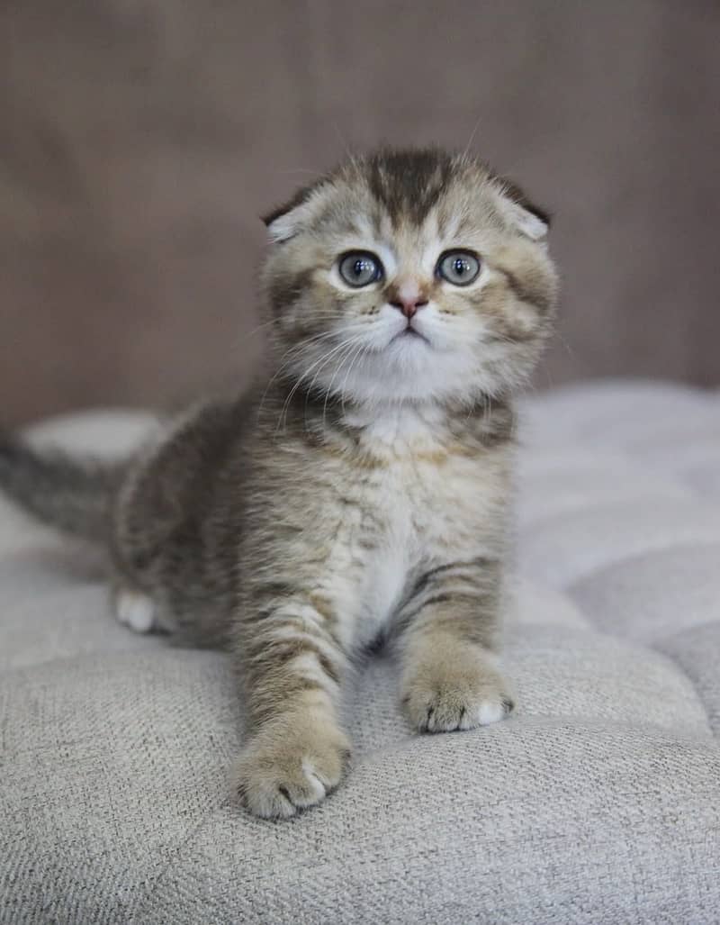 BRITISH SHORTHAIR | SCOTTISH FOLD | MAINE COON |BENGAL IMPORTED KITTEN ...