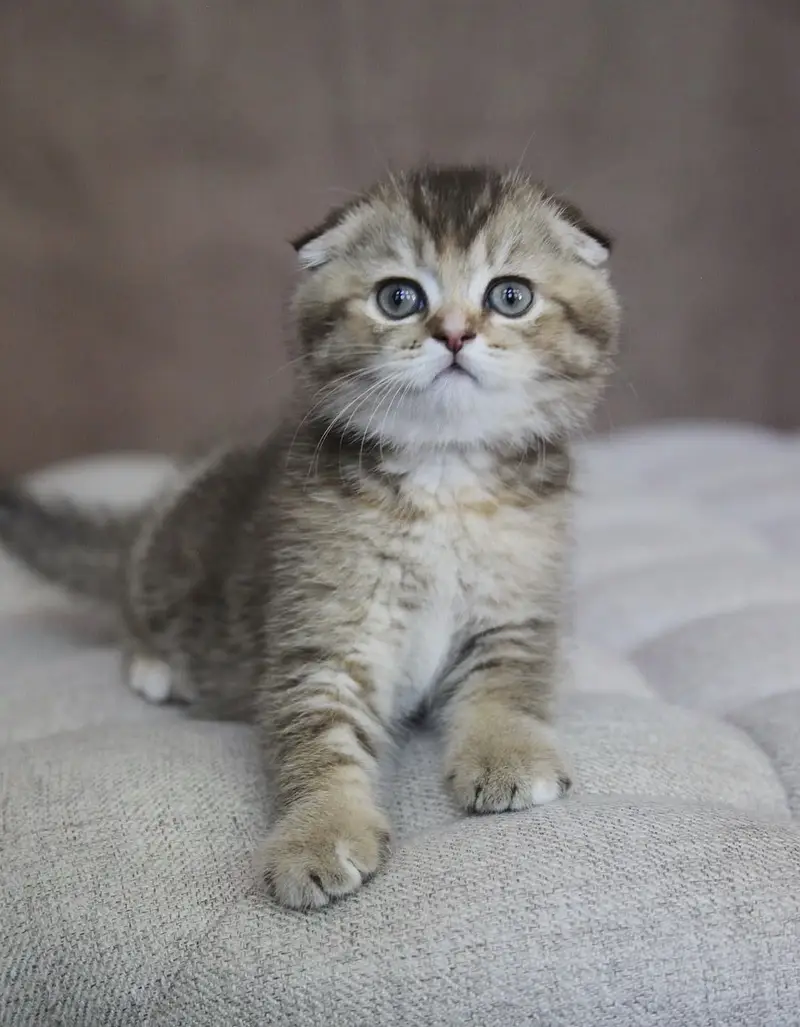 BRITISH SHORTHAIR. SCOTTISH FOLD. MAINE COON. BENGAL. MUNCHKIN KITTENS — photo 7