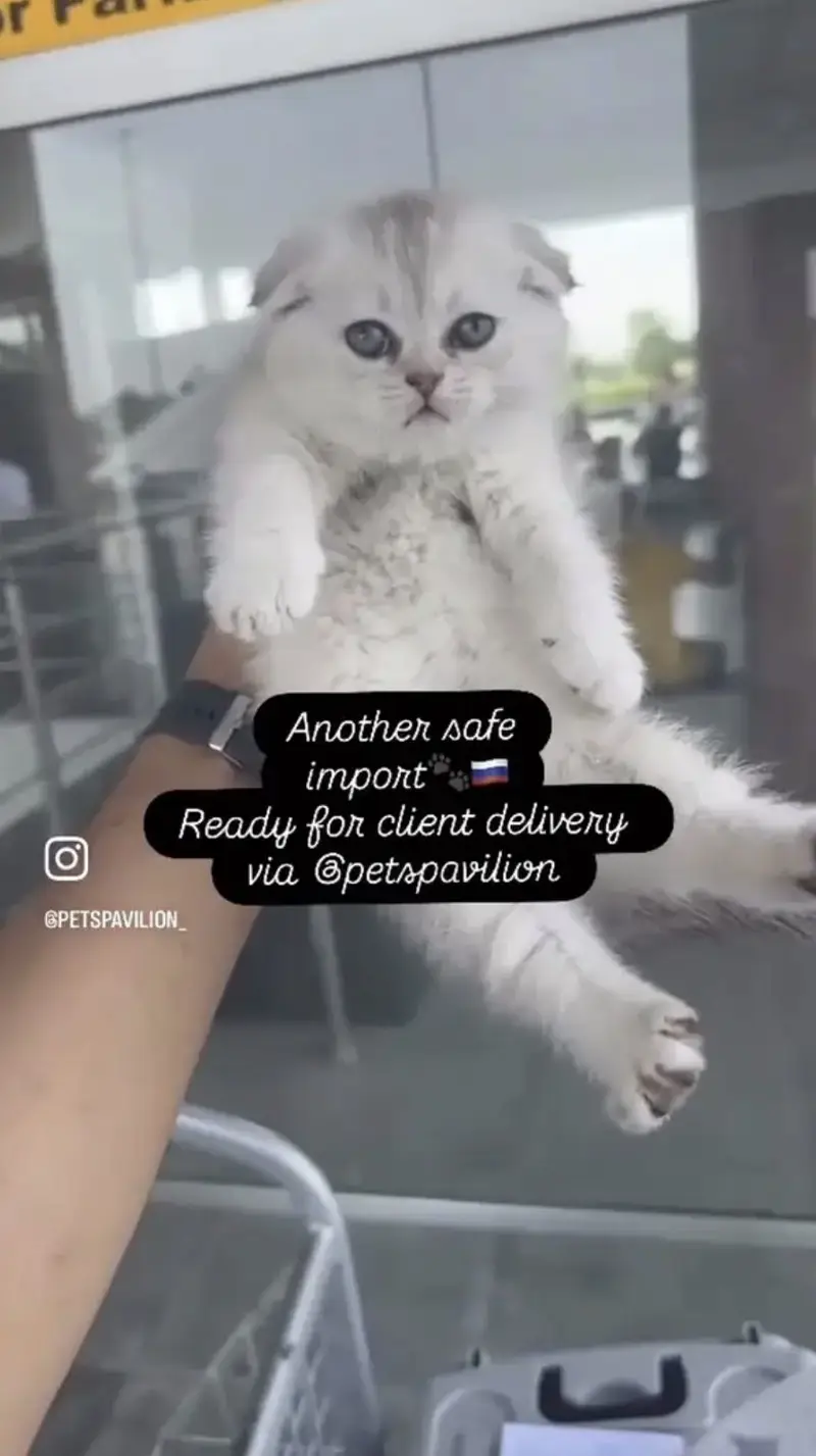 BRITISH SHORTHAIR. SCOTTISH FOLD. MAINE COON. BENGAL. MUNCHKIN KITTENS — photo 8