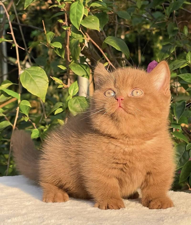 BRITISH SHORTHAIR | SCOTTISH FOLD | MAINE COON |BENGAL IMPORTED KITTEN ...