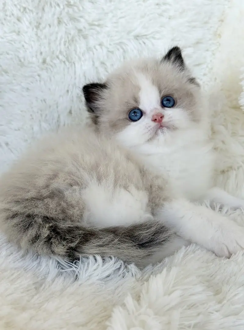 BRITISH SHORTHAIR. SCOTTISH FOLD. MAINE COON. BENGAL. MUNCHKIN KITTENS — photo 10