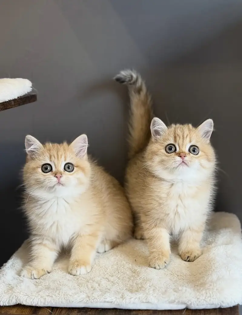 BRITISH SHORTHAIR. SCOTTISH FOLD. MAINE COON. BENGAL. MUNCHKIN KITTENS — photo 11