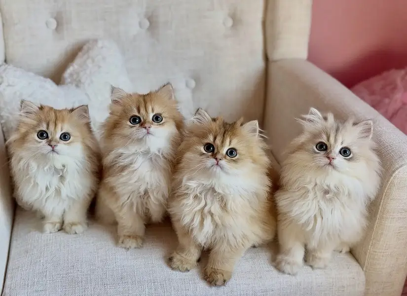BRITISH SHORTHAIR. SCOTTISH FOLD. MAINE COON. BENGAL. MUNCHKIN KITTENS — photo 12
