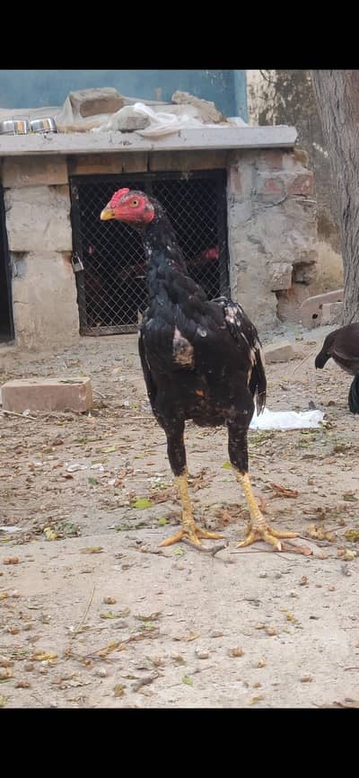 Aseel mushka lasani