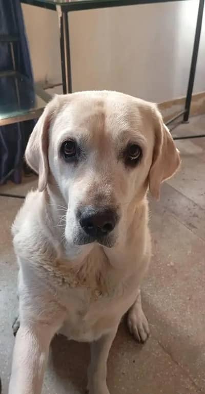 Labrador Retriever