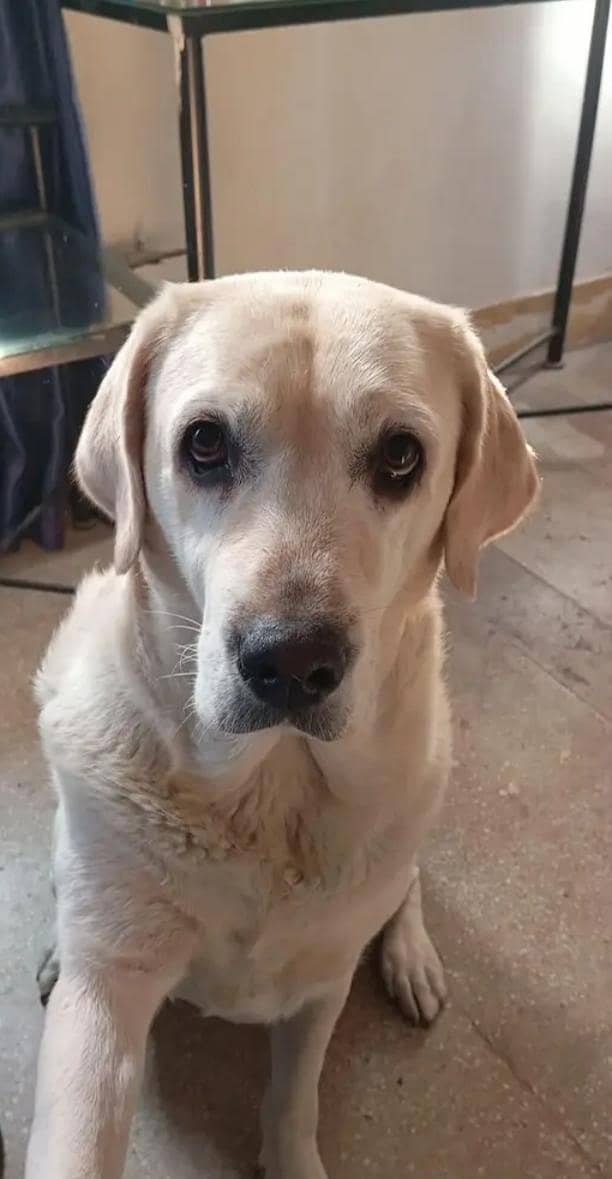 Labrador Retriever 0