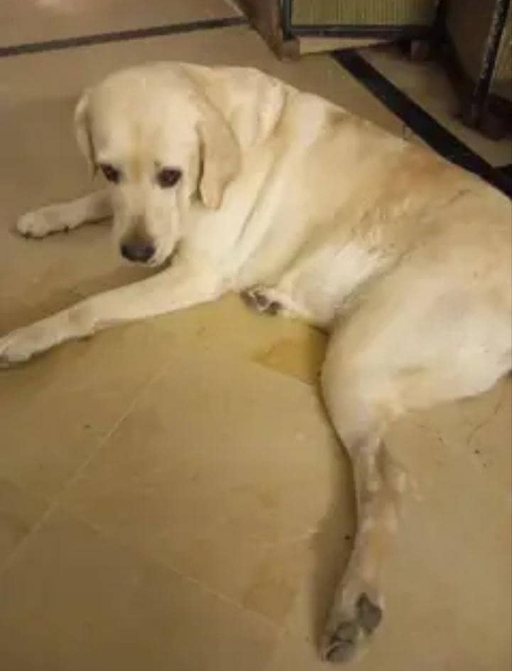 Labrador Retriever 1