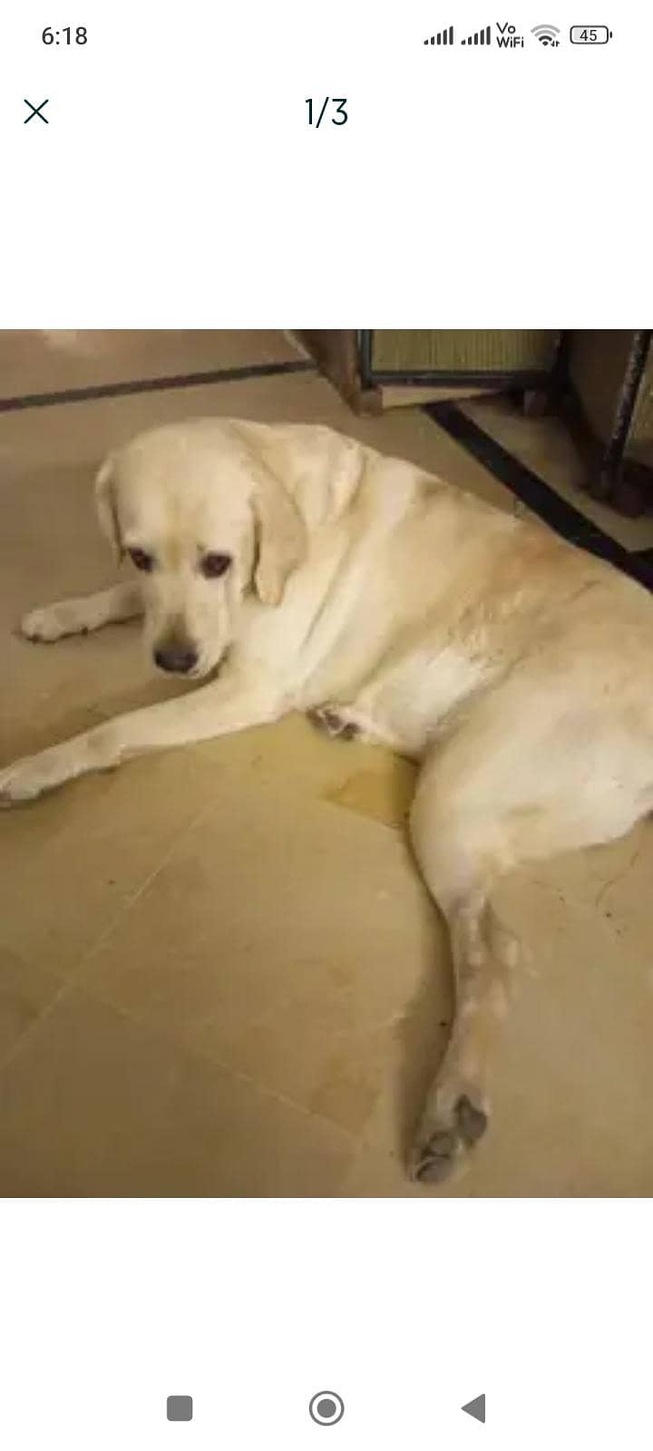Labrador Retriever 2