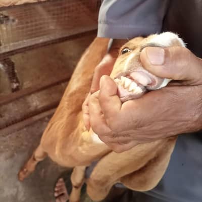 Makhi Cheeni Bakri,Path,Breeder