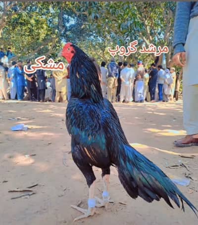 aseel murga no 0307 2433373