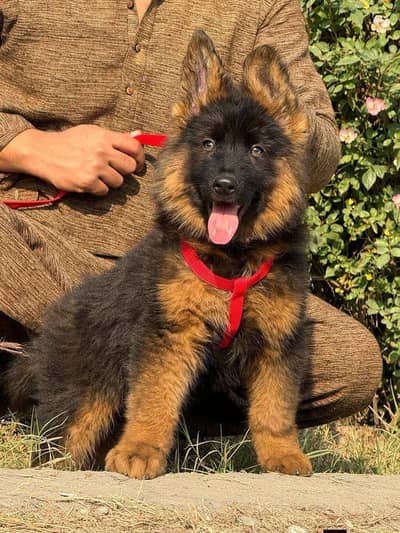 Pure breed German shepherd puppie urgent for sale