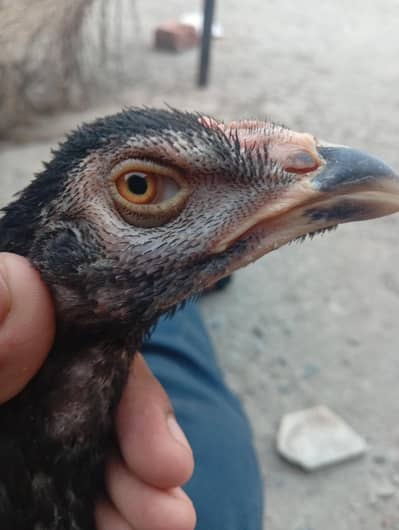 hight quality bird