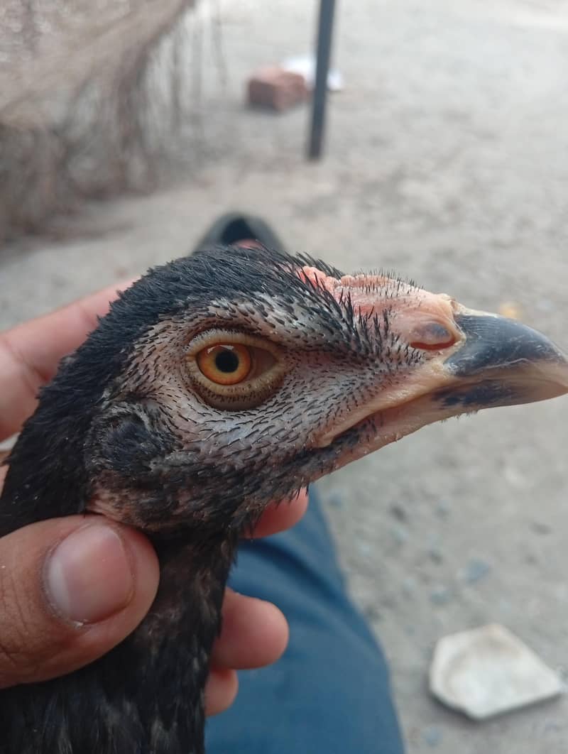 hight quality bird 1