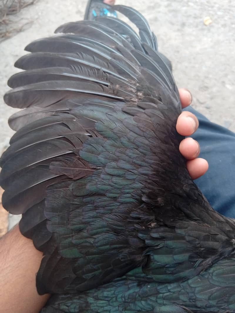 hight quality bird 2