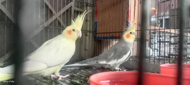 Cocktail parrot breeder pair