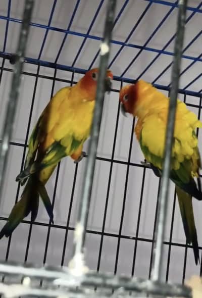 Sunconure breeder pairs
