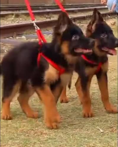 German Shepherd breed for sale mor WhatsApp0349/26/36/275