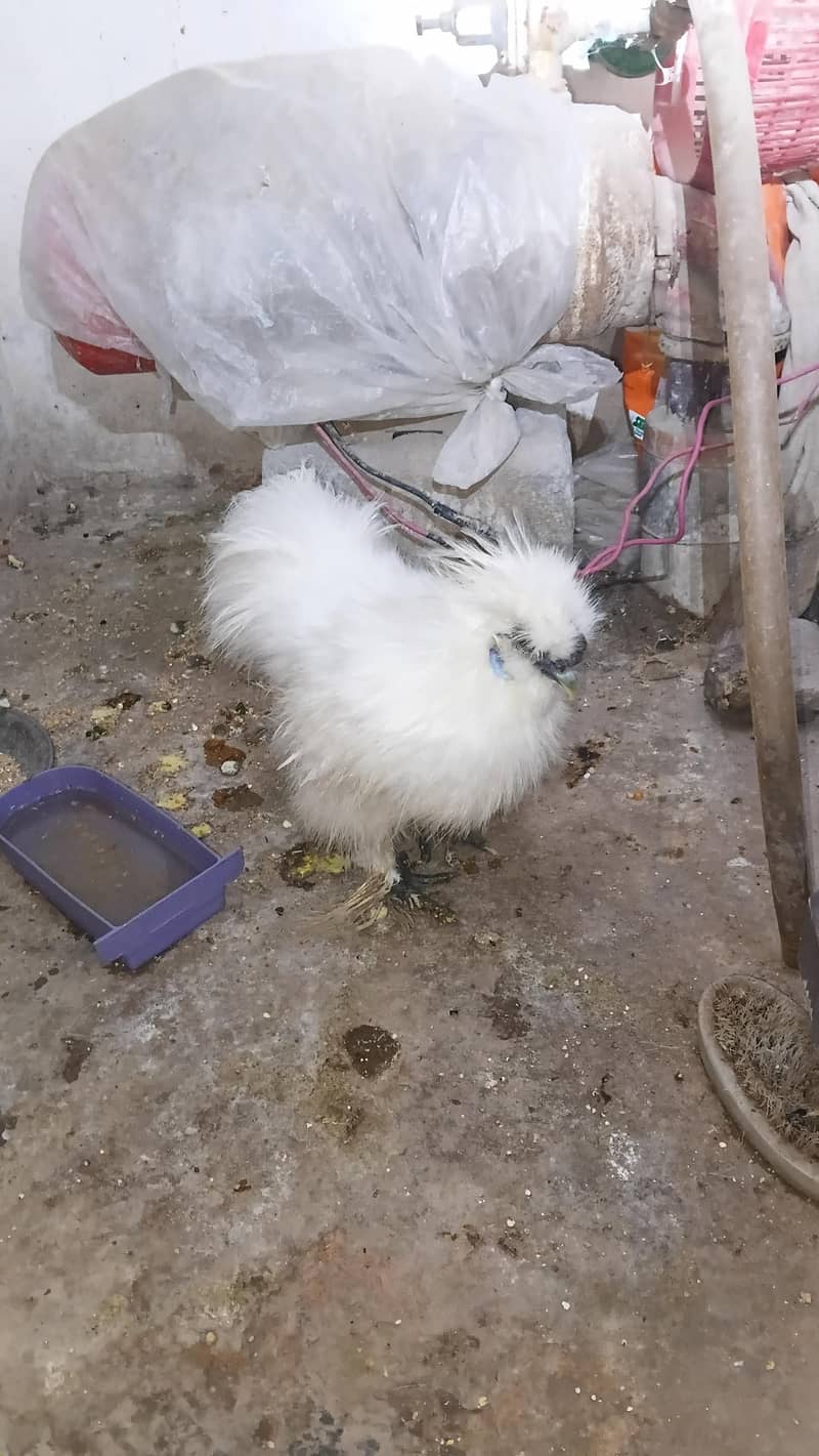 White Silky 1