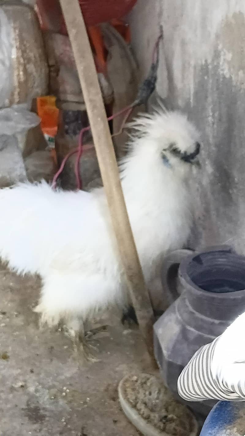 White Silky 2