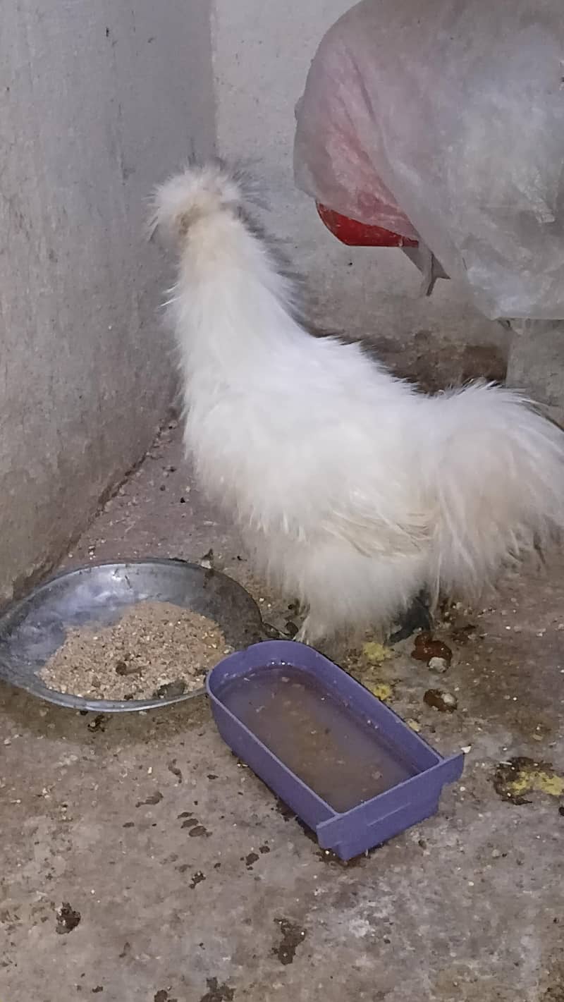 White Silky 3